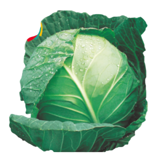 KY Express Cabbage From Known You Seed (India) (1)-KYI